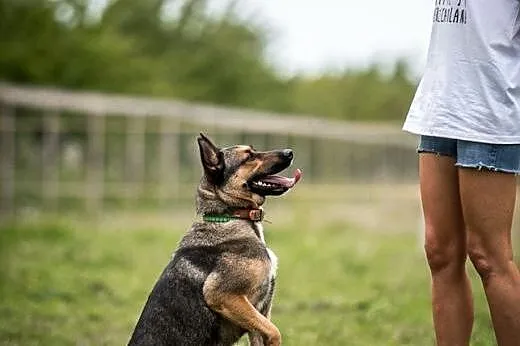 Kimba  - sportowiec na czterech łapach,  mazowieck