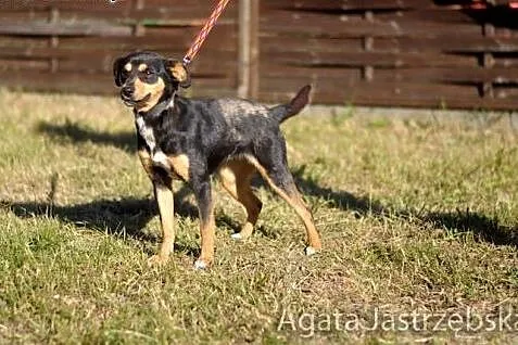 Malusieńka Cytra - przyjacielska kruszyna :),  war