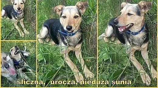 Lusia- urocza, niewielka sunia czeka na cud, mało