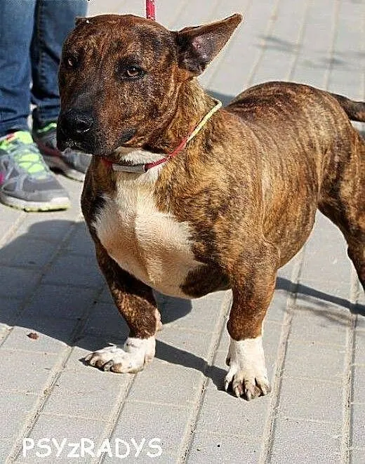 ZIOMEK piękny amstaff w wersji kompatkowej, mazow