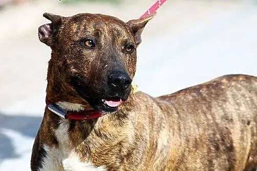 ZIOMEK piękny amstaff w wersji kompatkowej,  mazow