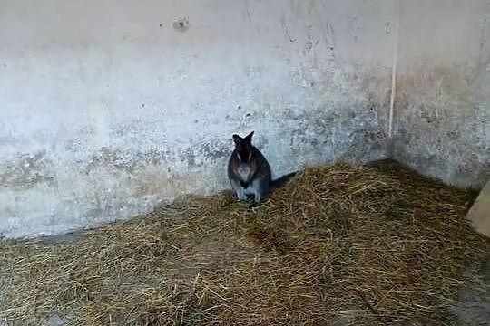 Kangur walabia, Świętokrzyskie, Konieczno