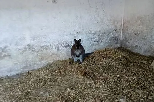 Kangur walabia, Świętokrzyskie, Konieczno