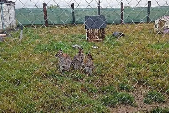 Kangur walabia, Świętokrzyskie, Konieczno