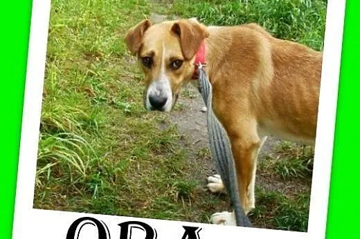 Średnia,młoda,przyjazna,wesoła suczka ORA.Adopcja,  dolnośląskie Wrocław