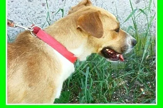 Średnia,młoda,przyjazna,wesoła suczka ORA.Adopcja,