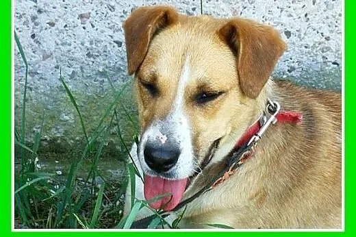 Średnia,młoda,przyjazna,wesoła suczka ORA.Adopcja,