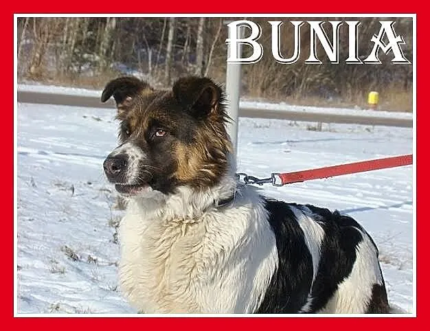Młoda suczka BUNIA,mniejsza wersja bernardyna,grze