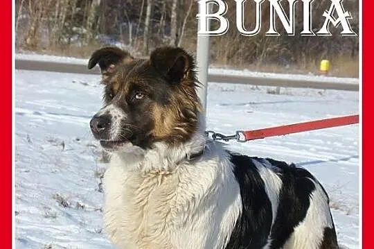 Młoda suczka BUNIA,mniejsza wersja bernardyna,grzeczna,wesoła_Adopcja_