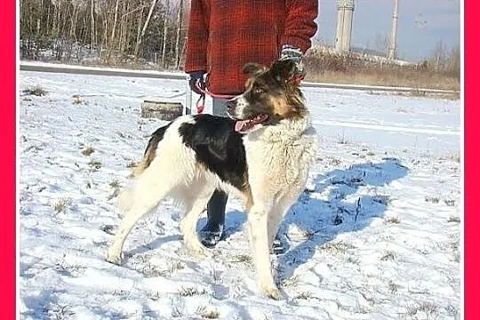 Młoda suczka BUNIA,mniejsza wersja bernardyna,grze