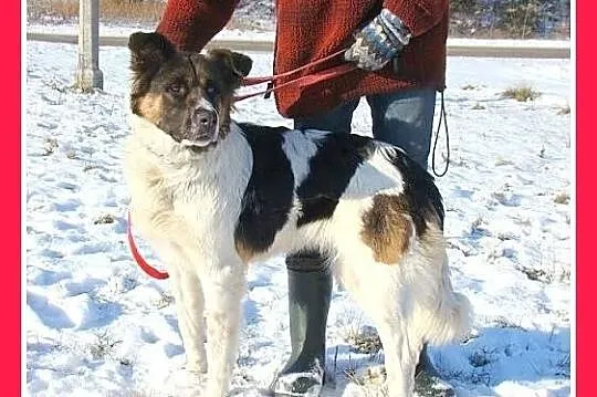 Młoda suczka BUNIA,mniejsza wersja bernardyna,grze