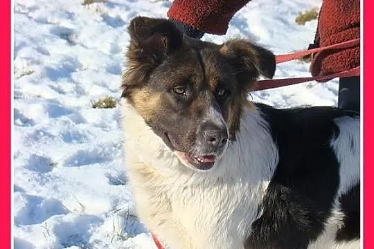 Młoda suczka BUNIA,mniejsza wersja bernardyna,grze