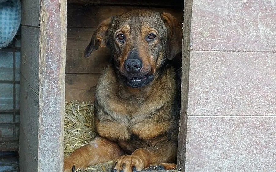 Mam na imię Kapitan - adopcja, , Krzesimów