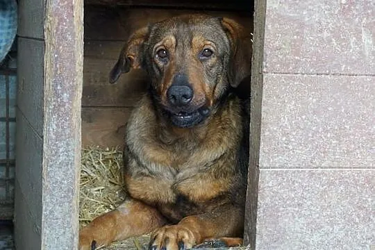 Mam na imię Kapitan - adopcja, , Krzesimów