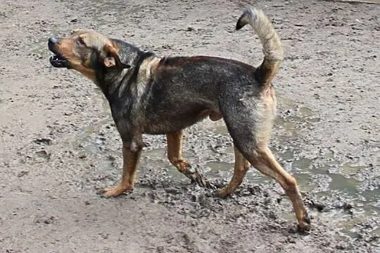Mam na imię Kapitan - adopcja, , Krzesimów