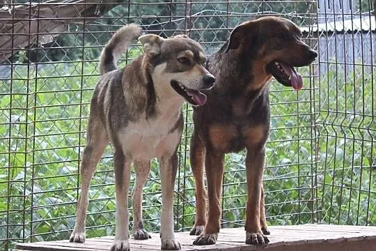 Mam na imię Kapitan - adopcja, , Krzesimów