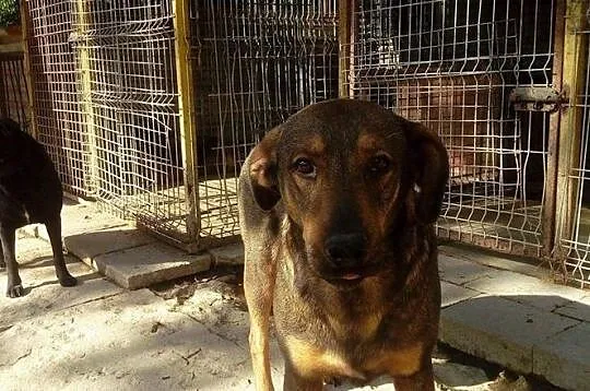 Mam na imię Kapitan - adopcja, , Krzesimów