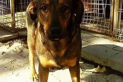 Mam na imię Kapitan - adopcja, , Krzesimów