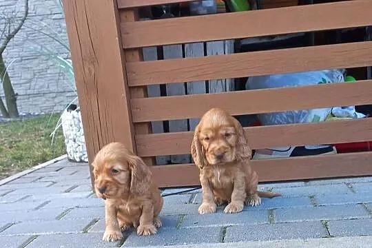 Cocker Spaniel Angielski Piesek