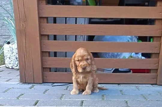 Cocker Spaniel Angielski Piesek, Wielkopolskie, Jutrosin