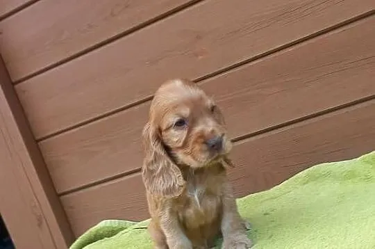 Cocker Spaniel Angielski Piesek, Wielkopolskie, Jutrosin