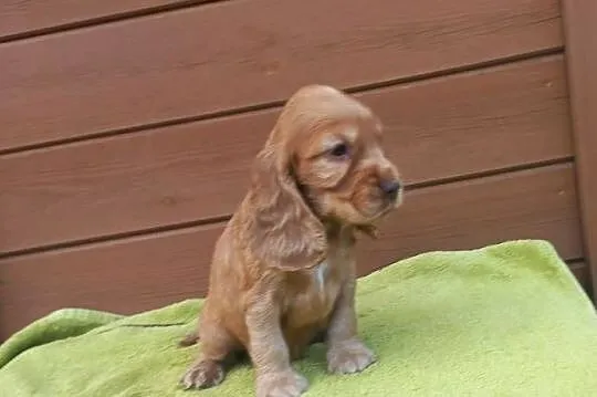 Cocker Spaniel Angielski Piesek, Wielkopolskie, Jutrosin