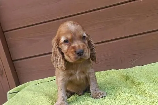 Cocker Spaniel Angielski Piesek, Wielkopolskie, Jutrosin