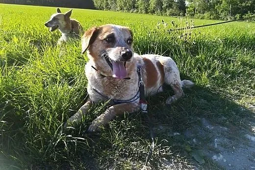 Bianka-piękna,biało ruda sunia, 13kg, delikatna, cichutka,  dolnośląskie Wrocław