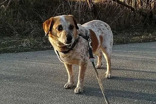 Bianka-piękna,biało ruda sunia, 13kg, delikatna, cichutka,  dolnośląskie Wrocław, 
