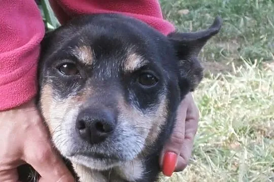 Dom – Wielkie marzenie niewielkiego psiaka