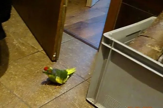PAPUGI MODROLOTKI KOZIA, Podkarpackie, Sędziszów Małopolski