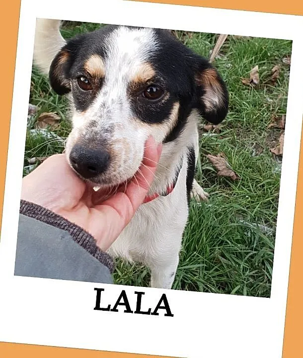 Nieduża 7 kg sunia LALA, 1,5 roczna,grzeczna,łagodna,przyjacielska.Adopcja., , Wrocław