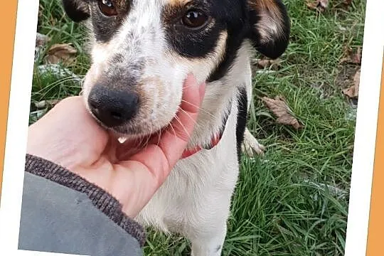 Nieduża 7 kg sunia LALA, 1,5 roczna,grzeczna,łagodna,przyjacielska.Adopcja., , Wrocław