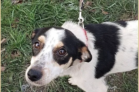 Nieduża 7 kg sunia LALA, 1,5 roczna,grzeczna,łagodna,przyjacielska.Adopcja., , Wrocław