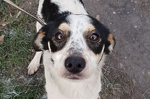 Nieduża 7 kg sunia LALA, 1,5 roczna,grzeczna,łagodna,przyjacielska.Adopcja., , Wrocław