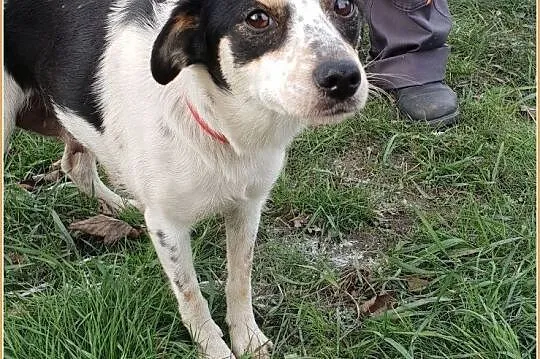 Nieduża 7 kg sunia LALA, 1,5 roczna,grzeczna,łagodna,przyjacielska.Adopcja., , Wrocław