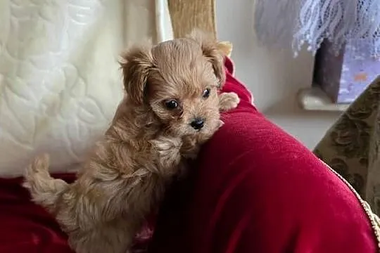 Maltipoo suczka xxs