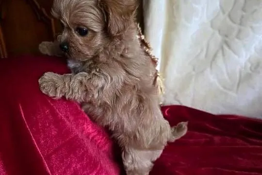 Maltipoo suczka xxs, Wielkopolskie, Poznań