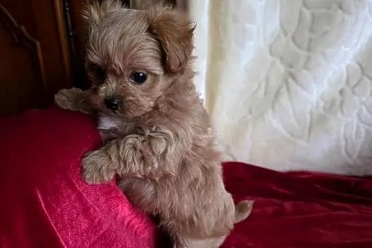 Maltipoo suczka xxs, Wielkopolskie, Poznań