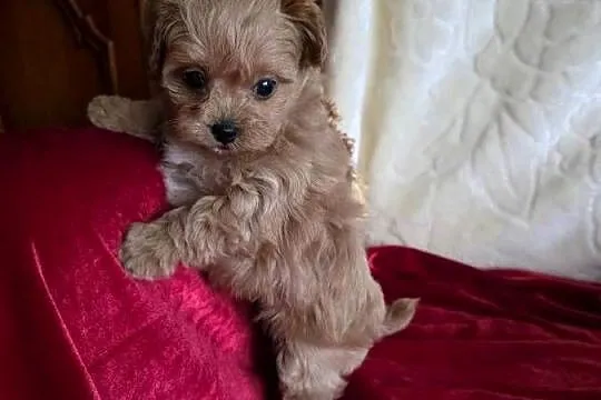 Maltipoo suczka xxs, Wielkopolskie, Poznań