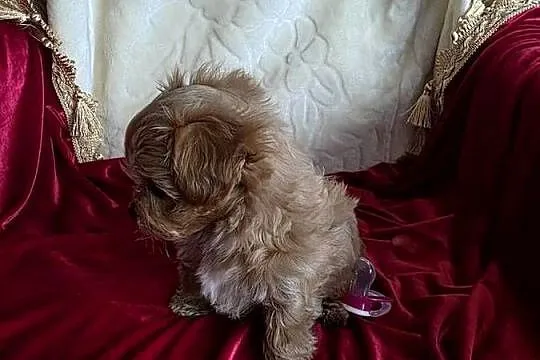 Maltipoo suczka xxs, Wielkopolskie, Poznań