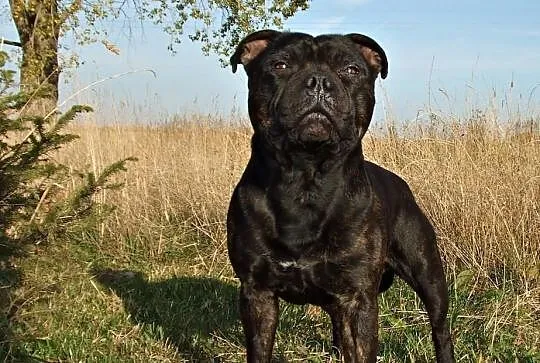 Staffordshire Bull Terrier - CHAMPION WĘGIER - rep