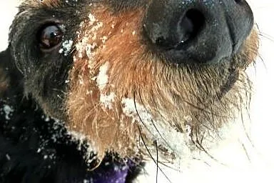8 letni Baks pokocha Cię tylko za to, że jesteś - 