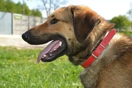 8 letni Baks pokocha Cię tylko za to, że jesteś - 