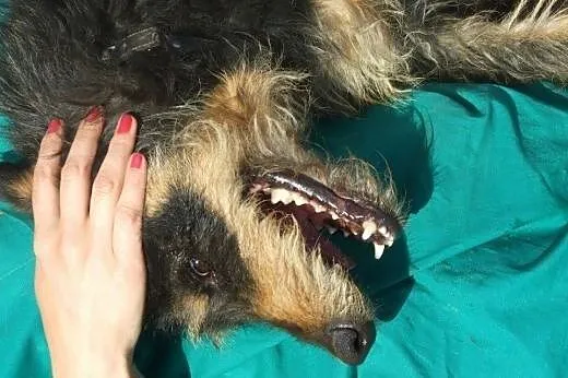 8 letni Baks pokocha Cię tylko za to, że jesteś - 