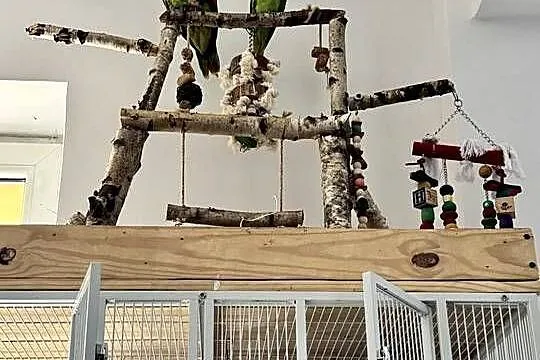 Papugi Amazonka Rudosterka Aleksandretta, Małopolskie, Rudawa