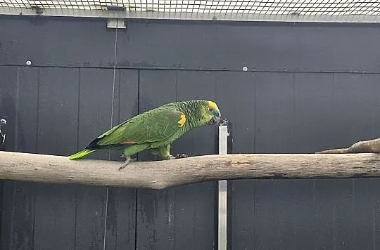 Amazonka niebieskoczelna aestiva xanthopteryx samica lęgowa, Opolskie, Zakrzów Turawski