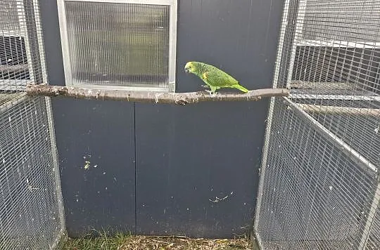 Amazonka niebieskoczelna aestiva xanthopteryx samica lęgowa, Opolskie, Zakrzów Turawski