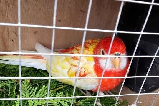 Rozella Białolica, Świętokrzyskie, Jędrzejów