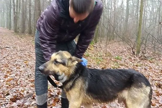 Rikko, przepiękny pies w typie OWCZARKA NIEMIECKIE
